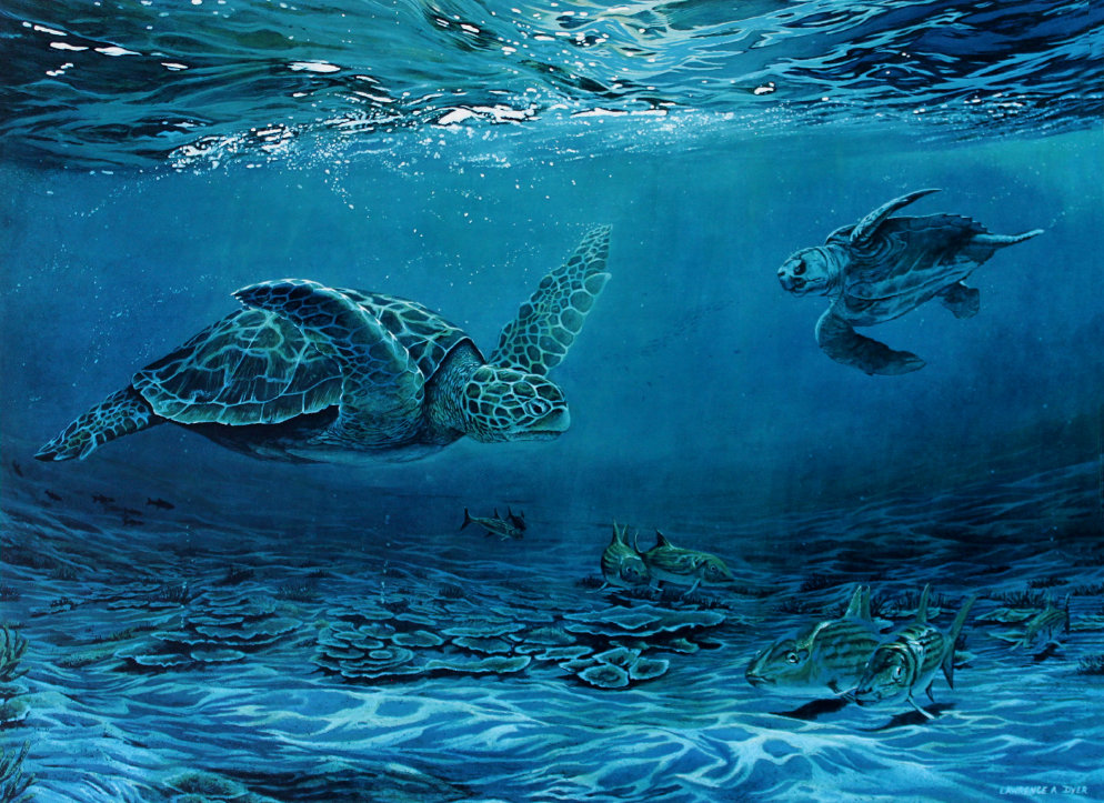 loggerhead turtles dyer painting underwater